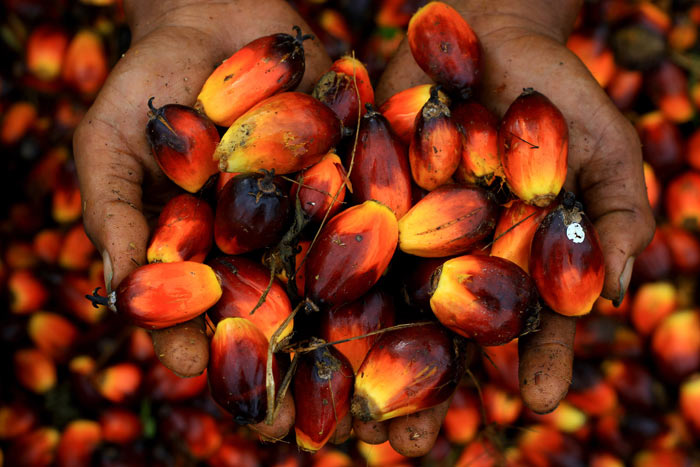 Семена пальмы. Фото: SUTANTA ADITYA/AFP/Getty Images