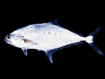 Рыба-королева. Иллюстрация с fishnames.com.au
