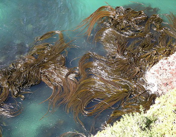 Учёные научились создавать бензин из водорослей всего за час. Фото: Velela/commons.wikimedia.org