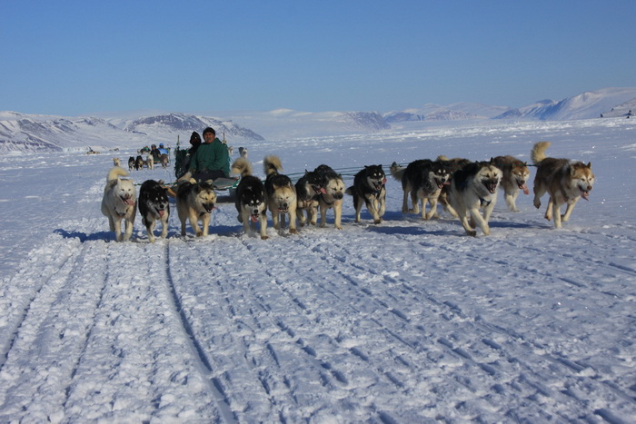Более 150 собак будут участвовать в гонках на Камчатке. Фото: Drew Avery/flickr.com