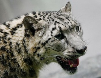 Снежный барс. Фото: Chris McGrath/Getty Images