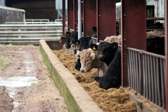 Согласно NRDC, генно модифицированные продукты и пищевые добавки, используемые в питании сельскохозяйственных животных также, способствуют снижению устойчивости человеческого организма к бактериям. Фото: sszdl/flickr.com