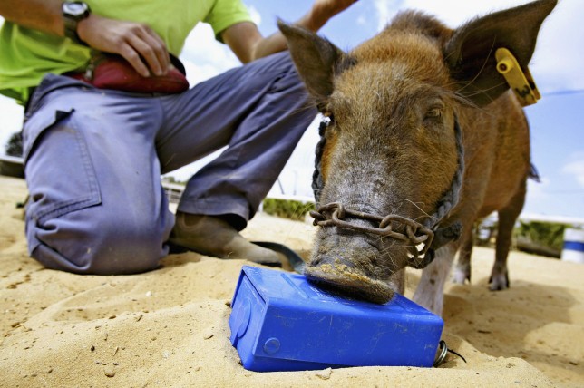 Фото: David Silverman/Getty Images