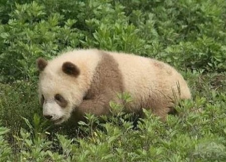 brown-white-panda-China-rare-3