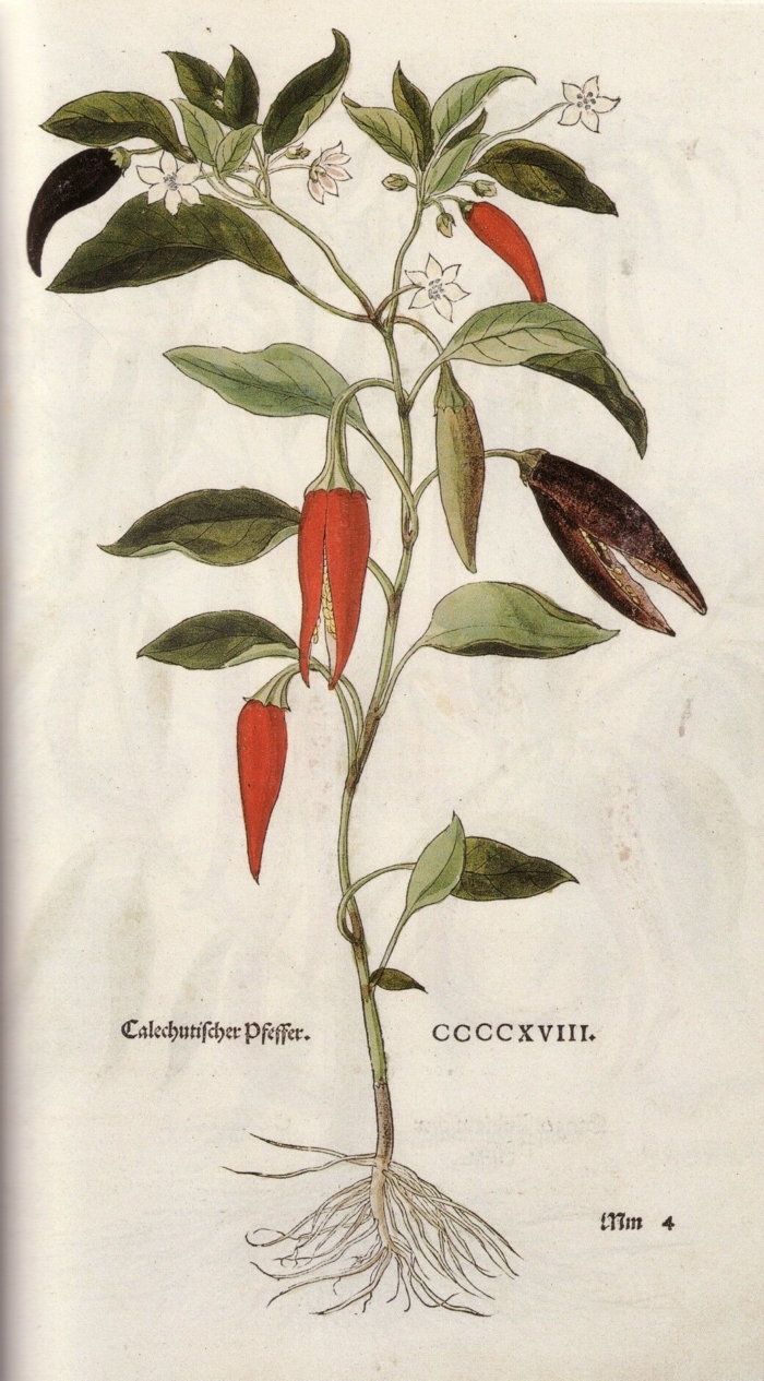 Кайенский перец, иллюстрация Леонхарта Фукса. Фото: Public Domain