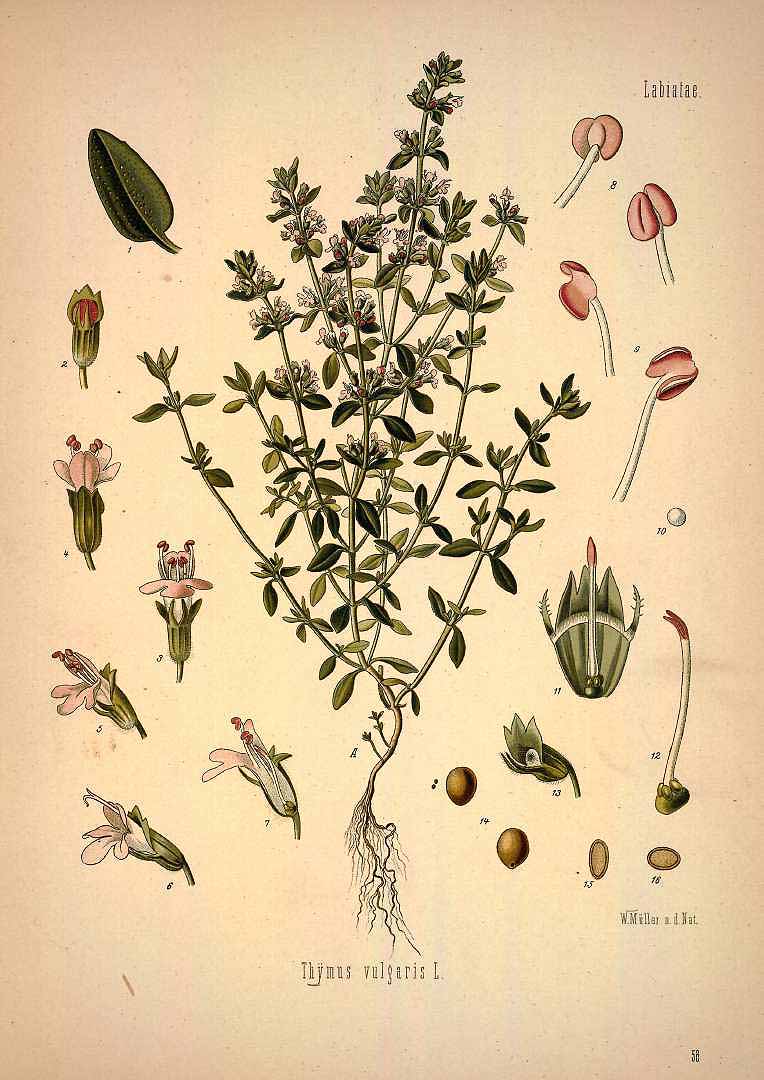 Иллюстрация тимьяна, Ф. Кёлер. Фото: Public Domain