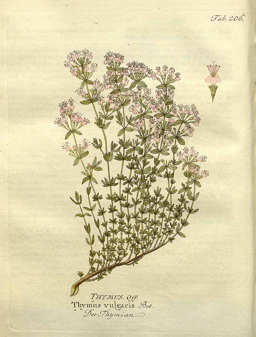 Иллюстрация тимьяна, Ф. Б. Витц, 1804 г. Фото: Public Domain