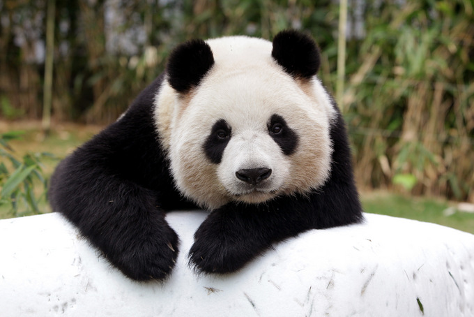 Большая панда. Фото: Chung Sung-Jun/Getty Images
