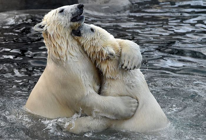 Фото: VASILY MAXIMOV/AFP/Getty Images