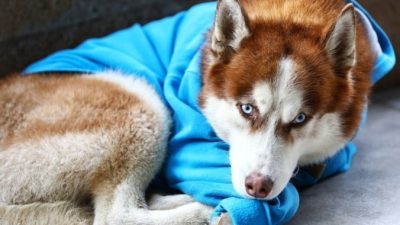 Александр Подгорчук / «Клопс» (CC BY-SA 4.0)