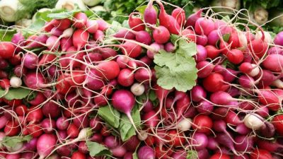 Считается, что редис происходит из Китая. (Всеобщее достояние)
