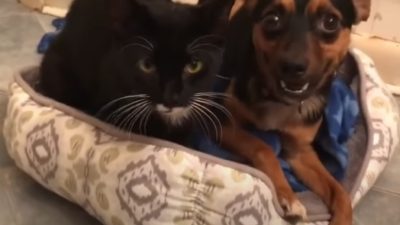 Скриншот/Love Meow/youtube.com