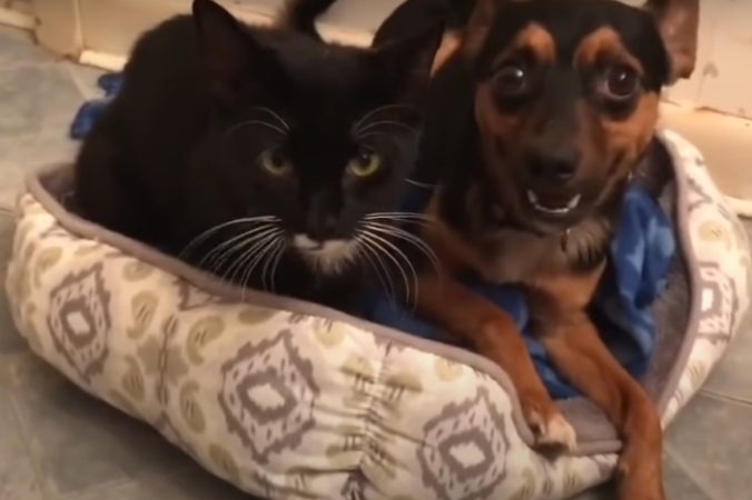 Скриншот/Love Meow/youtube.com