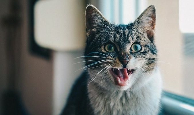 coyot/pixabay.com