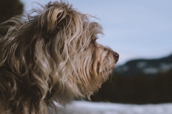Twentyonekoalas/unsplash.com/public domain