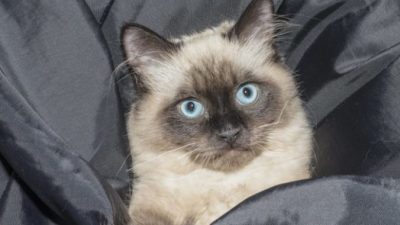pexels.com/СС0