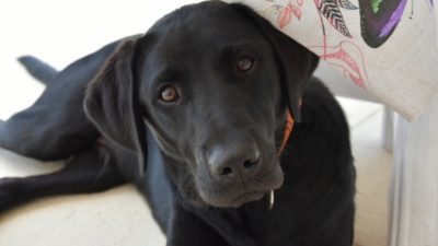 Mycleverdog/needpix.com/СС0