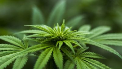Herbal Hemp/pixabay.com/Pixabay License