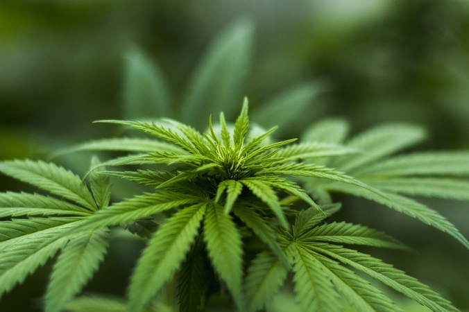 Herbal Hemp/pixabay.com/Pixabay License