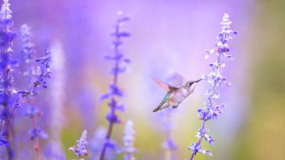 Ray Hennessy/Unsplash/СС0 public domain