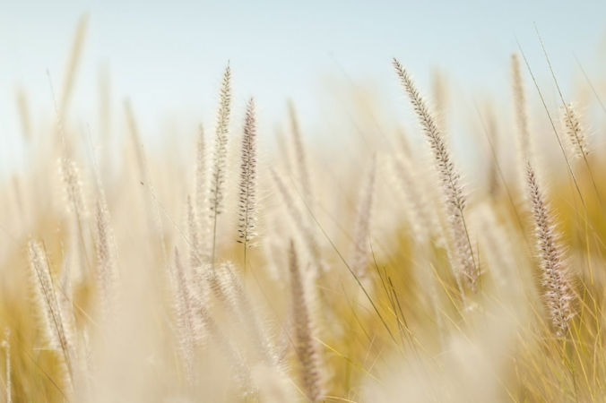 pexels.com/unsplash.com/CC0 License
