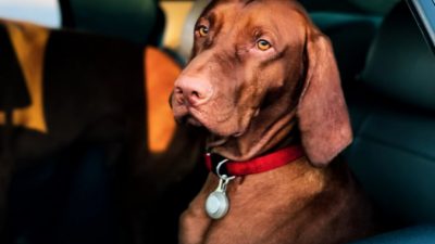 Charles Roth/pexels.com/СС0
