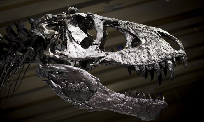 
Скелет Тристана Тираннозавра Рекса для СМИ в Museum fuer Naturkunde (Музей естественной истории) 16 декабря 2015 года в Берлине, Германия. (Аксель Шмидт / Getty Images)