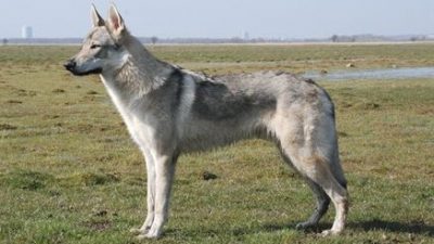 Чехословацкая волчья собака. Фото: Rolf Larsen/wikipedia.org/CC BY-SA 3.0