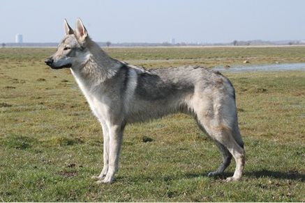 Чехословацкая волчья собака. Фото: Rolf Larsen/wikipedia.org/CC BY-SA 3.0