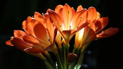Растение, ночь. Изображение Olga Oginskaya с сайта Pixabay