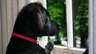 Bl19/needpix.com/СС0