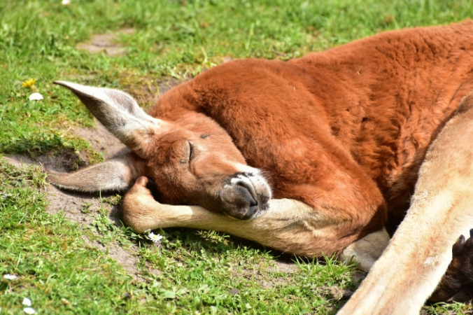 sipa/pixabay.com/Pixabay License