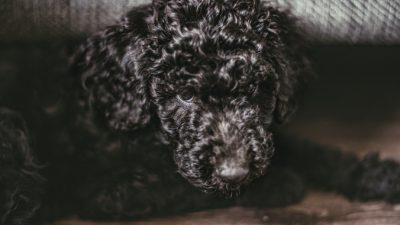 Sander Weeteling/unsplash.com/Unsplash License