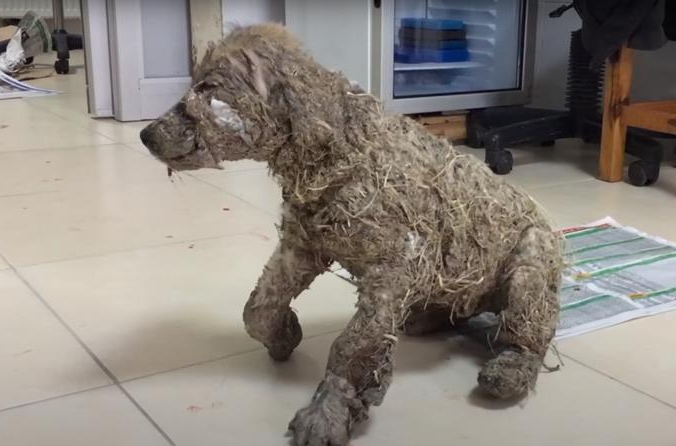 Скриншот/He’Art of Rescue International/youtube.com