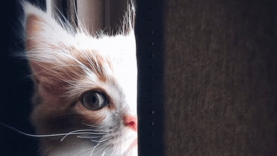 Кошка. Фото:.Henda Watani/pexels.com / License