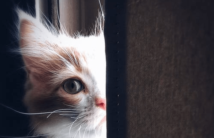 Кошка. Фото:.Henda Watani/pexels.com / License