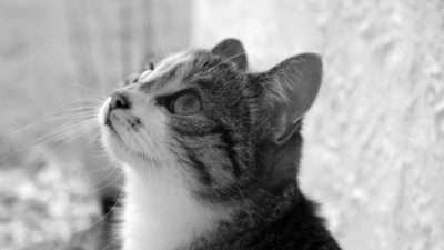 isabellasarreti/pixabay.com/Pixabay License