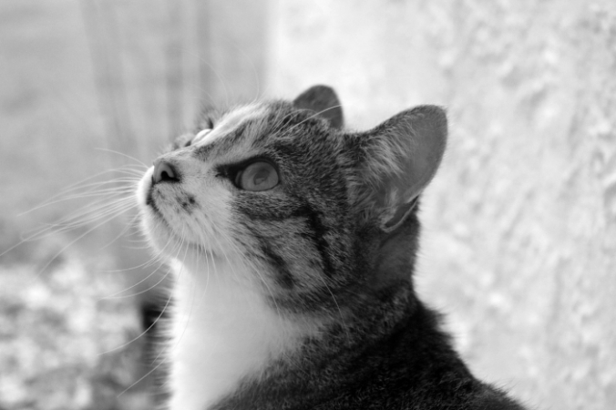 isabellasarreti/pixabay.com/Pixabay License