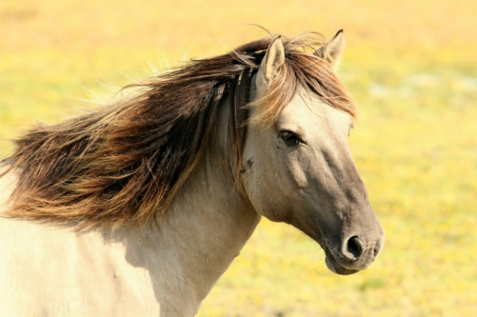 WimdeGraaf/pixabay.com/Pixabay License