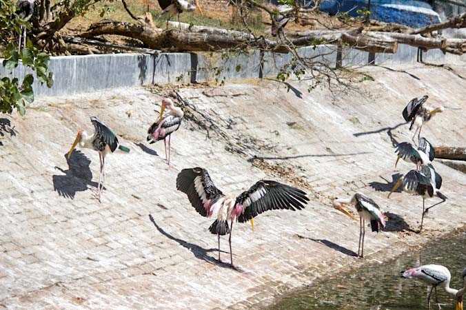 Индийские клювачи в Arignar Anna Zoological Park в Ченнае, Индия. Эти тропические аисты очень крупные, их рост составляет 1 м, размах крыльев — 1,5 м. Фото: Татьяна Виноградова/Великая Эпоха