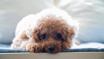 Alison Pang/unsplash.com/unsplash licence