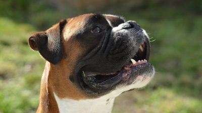 boxerdogmadness/Pixabay/Pixabay License