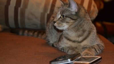 kropekk_pl/needpix.com/СС0