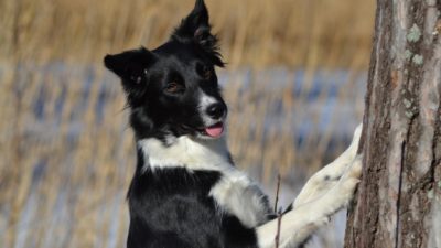 SoloStar/needpix.com/СС0