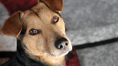 Manfredrichter/needpix.com/СС0