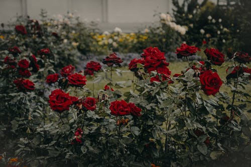 Розовый сад. Фото: pexels.com/ru-ru/@iriser