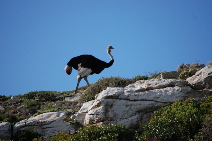 RoxyBollero/pixabay.com/Pixabay License
