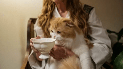 Кошка. Фото: 
pexels.com/ru-ru/@cottonbro