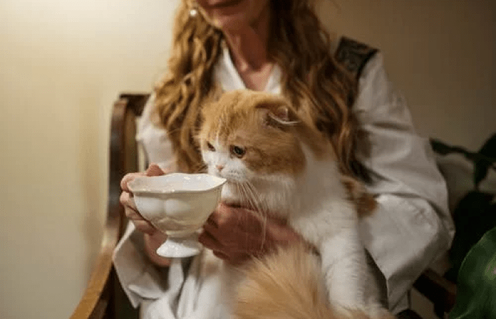 Кошка. Фото: 
pexels.com/ru-ru/@cottonbro