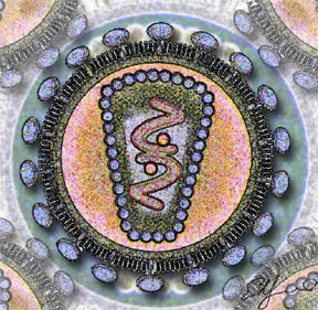 Стилизованное изображение сечения ВИЧ. Los Alamos National Laboratory/ wikipedia.org/Attribution